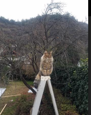 开云网页版登录入口-中国足球球队综合实力评估,中国足球实力排行