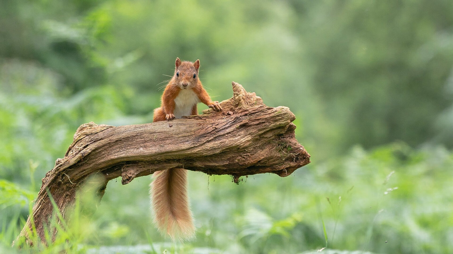 Kaiyun(中国)开云-德甲激烈争夺:场面火爆震撼全场,德甲比赛集锦