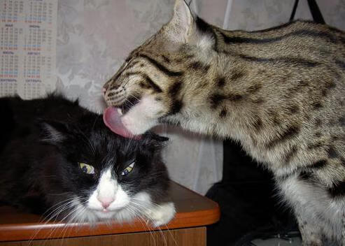 开云入口-技术统计显示控球率提升带动整体进攻效率显著提高,控球率能说明实力吗