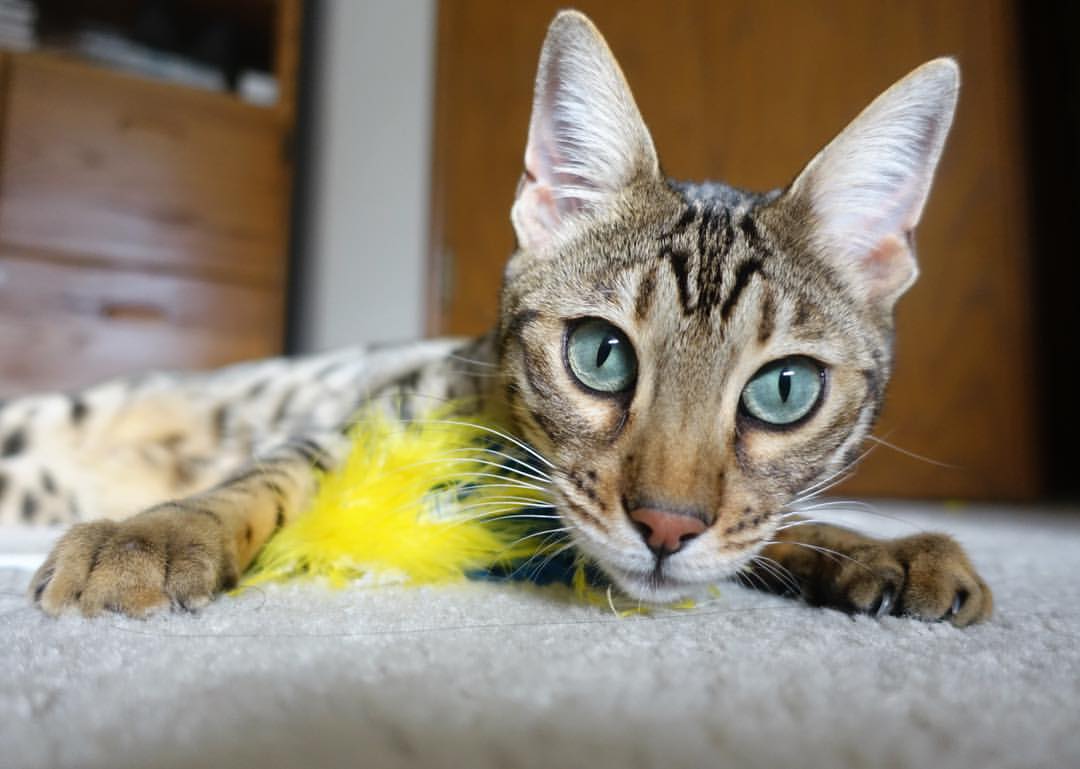 开云平台-西甲妙不可言:盘带、射门、救球一一炫技,足球盘带技术最好的是谁