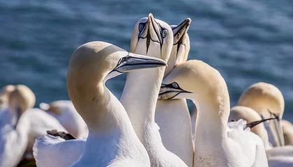 开云网页-球队比拼：哪些球队将成为季后赛最大黑马？，季后赛球员排名