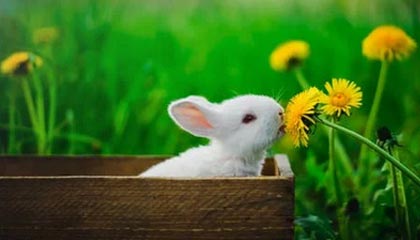 开云网页-球队比拼：哪些球队将成为季后赛最大黑马？，季后赛球员排名