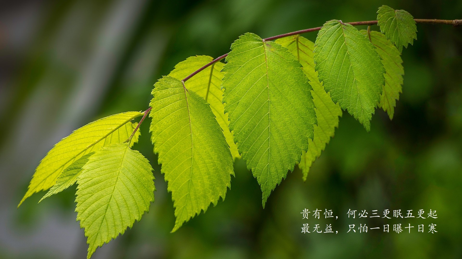 kaiyun体育app-乌克兰女篮在欧洲锦标赛中奋勇冲击奖牌